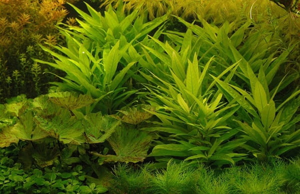 HYGROPHILA LACUTRIS NADWÓDKA JEZIORNA KOSZYK XXL ROŚLINA DO AKWARIUM